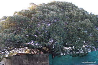 Ficus villa Puglisi
